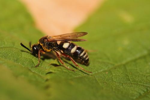 Réf. 262 403 : Brachystegus scalaris